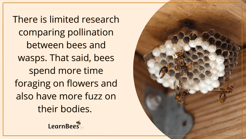 Are wasps pollinators?