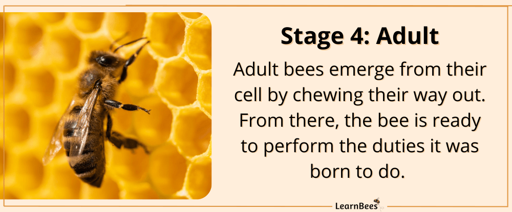 the cycle of a bee