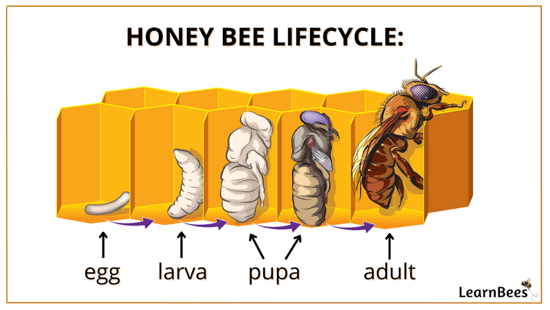the cycle of a bee