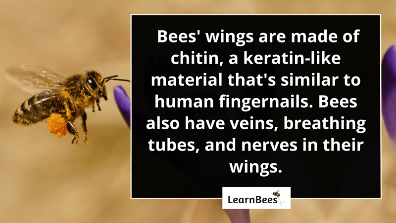 bees wings