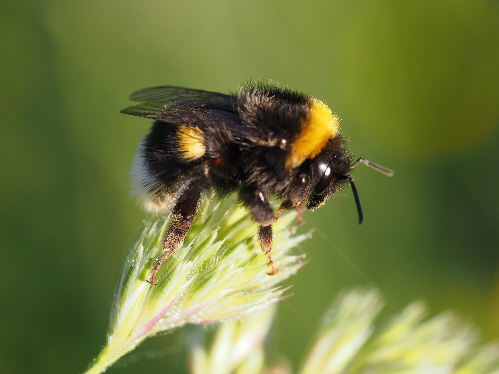 How to Get Rid of a Bumble Bee