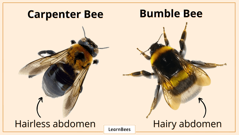 How to Get Rid of a Bumble Bee