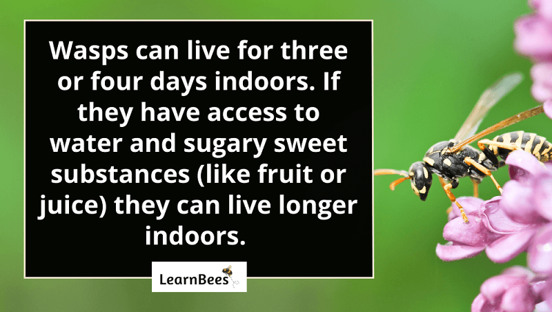 How long do bees live?