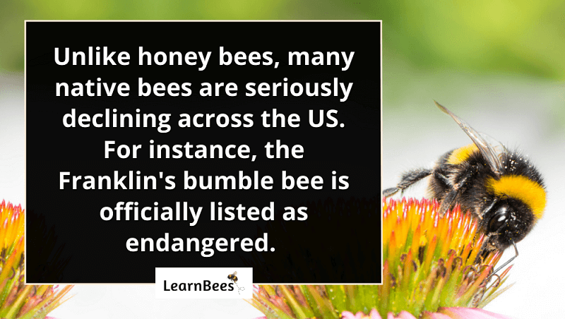 Are honey bees endangered?