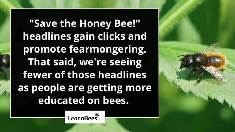 Are Honey Bees Endangered? (The Real Truth) - LearnBees