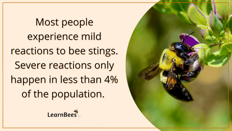 Are Carpenter Bee Stings Dangerous? - LearnBees