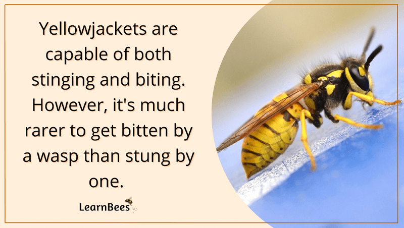 Do yellowjackets sting or bite?
