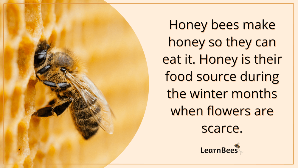 What do bees do with honey?