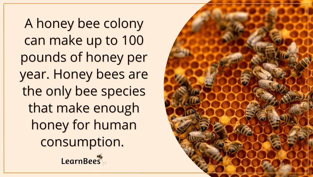 What do bees do with honey?