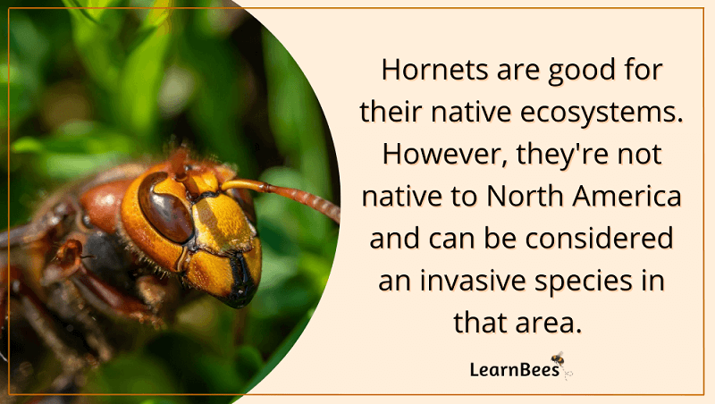 Do hornets pollinate?