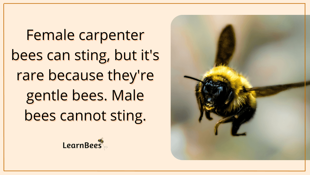 Carpenter bee stinger