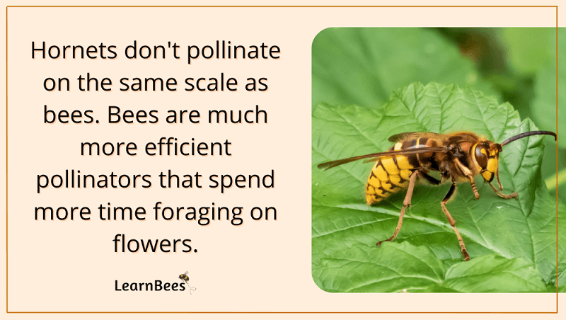Do hornets pollinate?