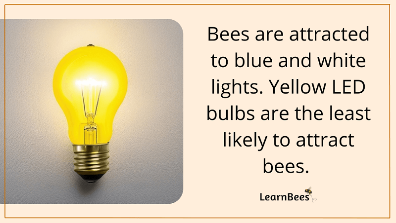 Are bees attracted to light?