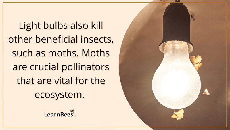 Are bees attracted to light?