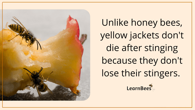 Do yellowjackets sting or bite?