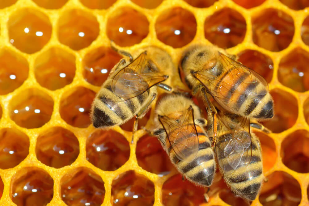 What do bees do with honey?