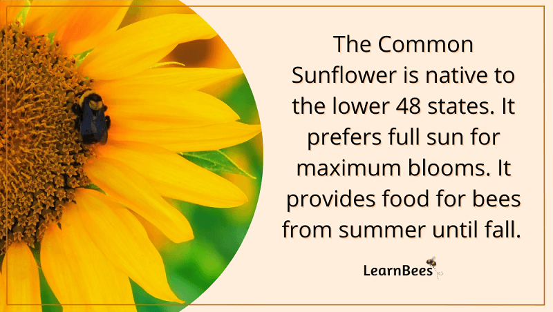 sunflowers for bees