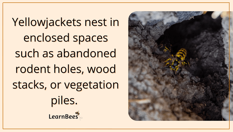 Yellowjacket ground nest