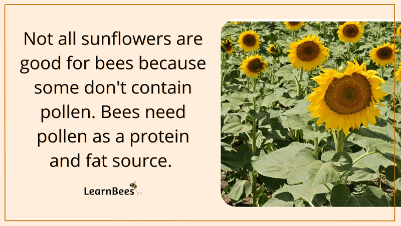 sunflowers for bees