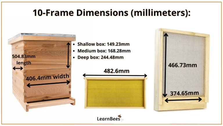 Langstroth Hive Dimensions 101: The Easy Guide - LearnBees