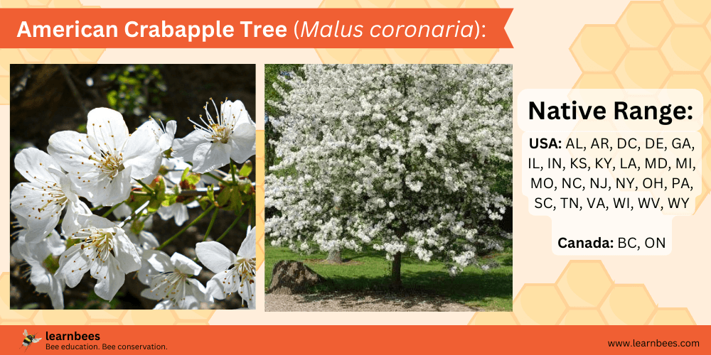 American Crabapple Tree (Malus coronaria) fact sheet