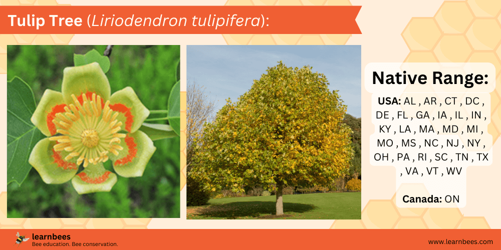 Tulip Tree (Liriodendron tulipifera) tree fact sheet