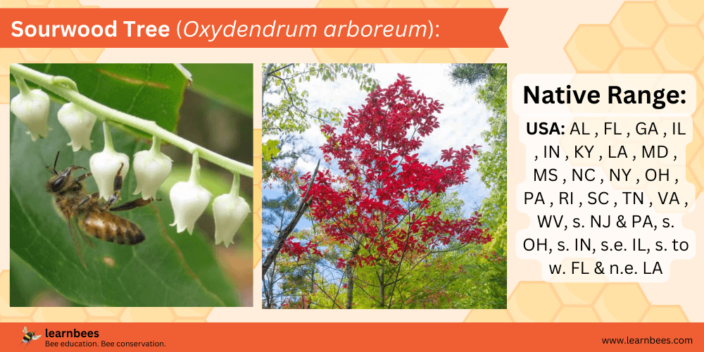 Sourwood Tree (Oxydendrum arboreum) tree fact sheet
