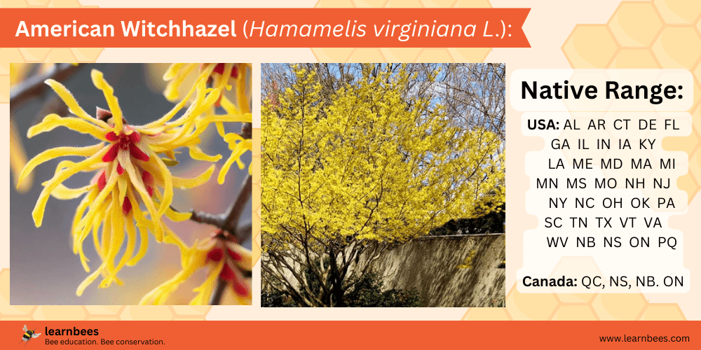 American Witchhazel (Hamamelis virginiana L.) tree fact sheet