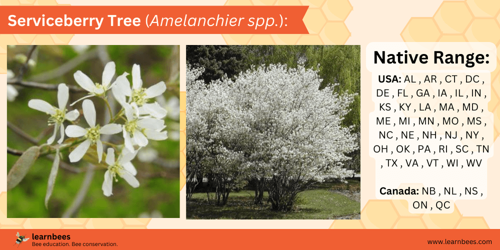 Serviceberry Tree (Amelanchier arborea) fact sheet