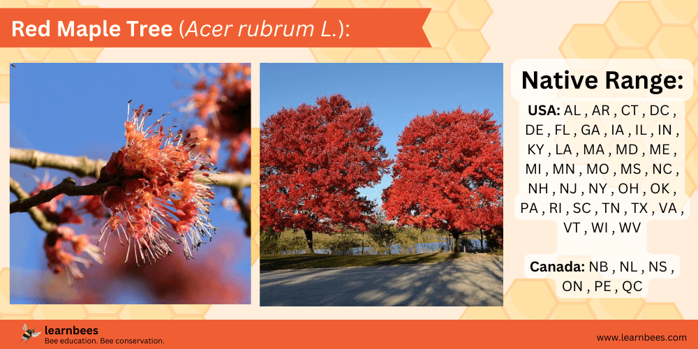 Red Maple Tree (Acer rubrum L.) fact sheet