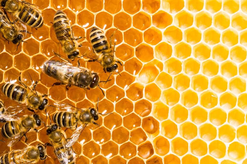 Honey bee colony checking honeycomb cells