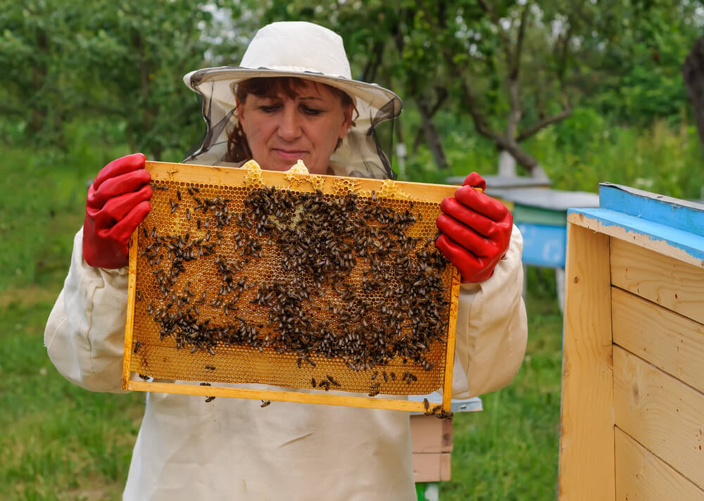 beekeeper with honey bee hive