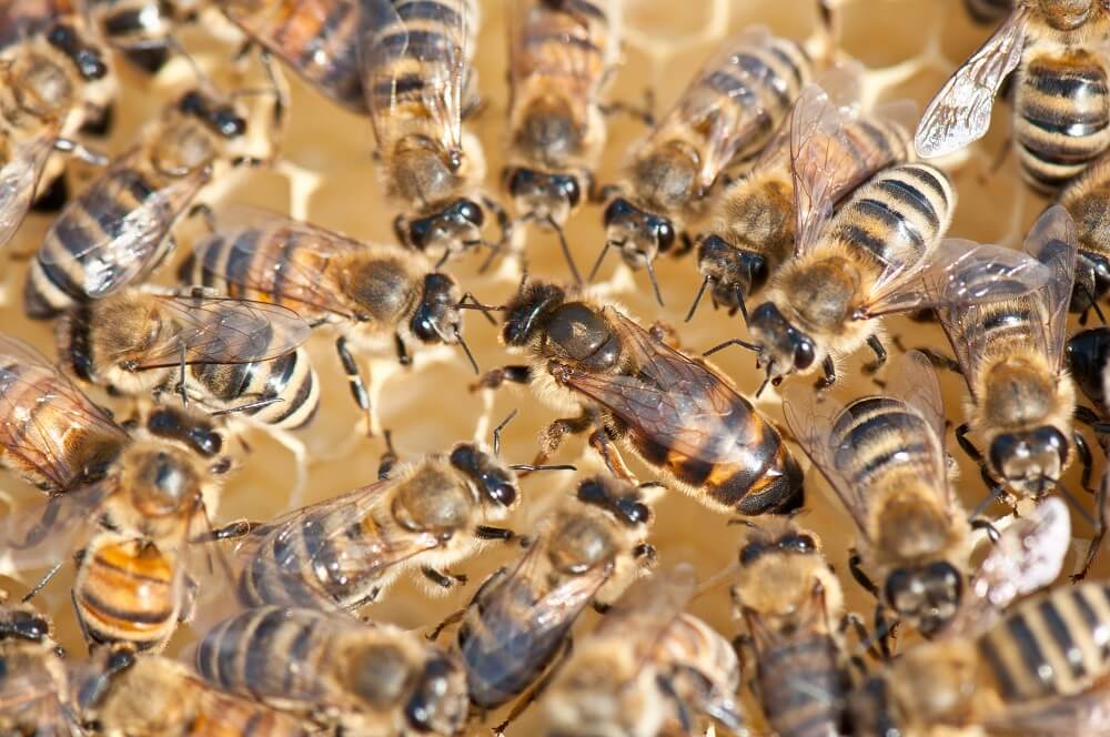 Queen honeybee surrounded by worker bees
