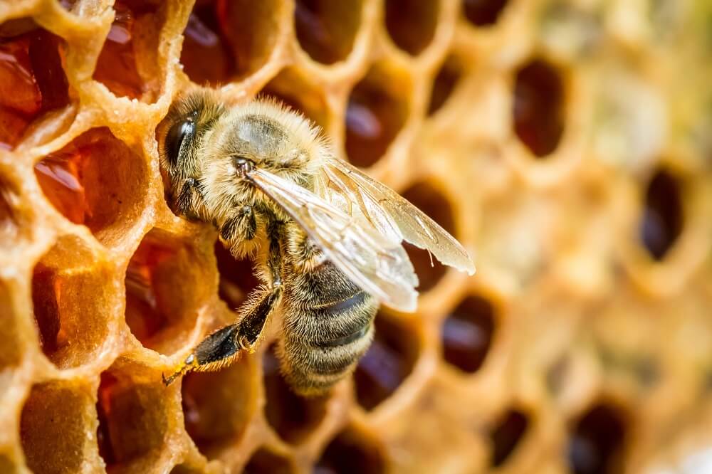 honey bee checking on honeycomb
