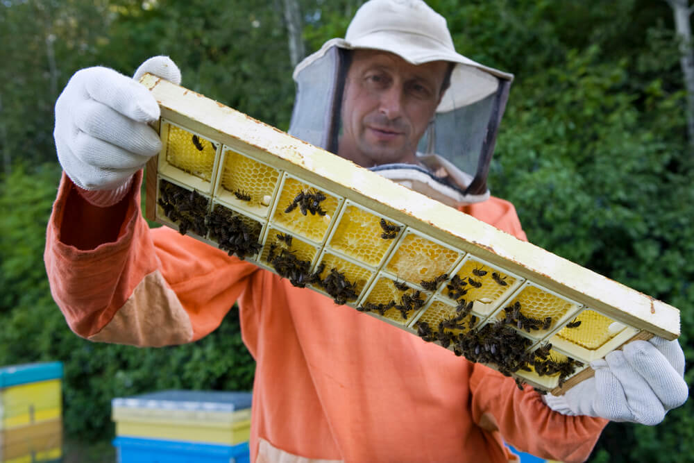Beekeeper inspecting honey bee hive