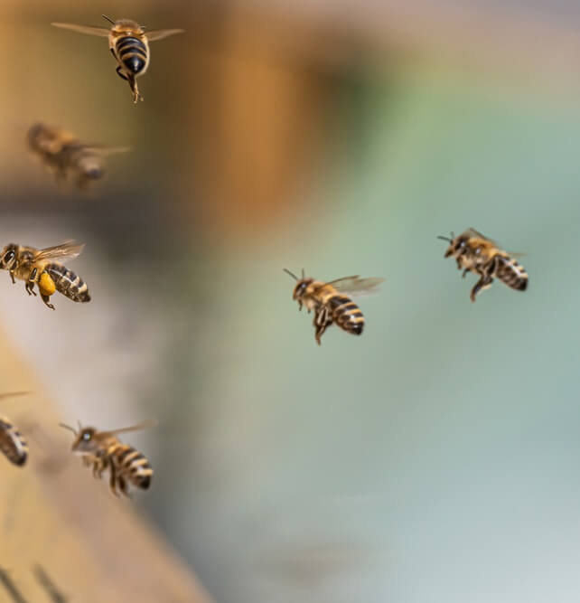 honey bees flying towards hive