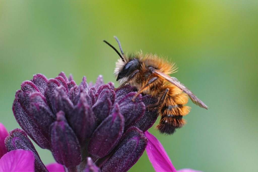 mason bee on purple wallflower