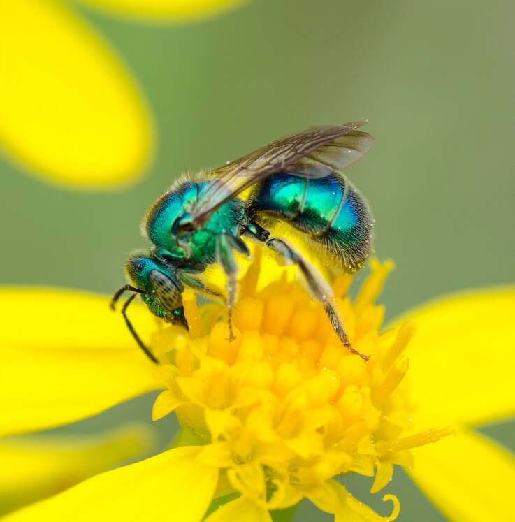 sweat bee on yellow flower