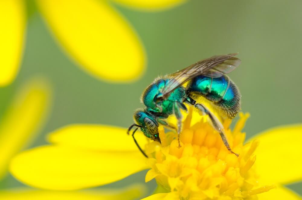 close up of green sweat bee
