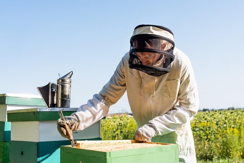 beekeeper checking on honey bee hives