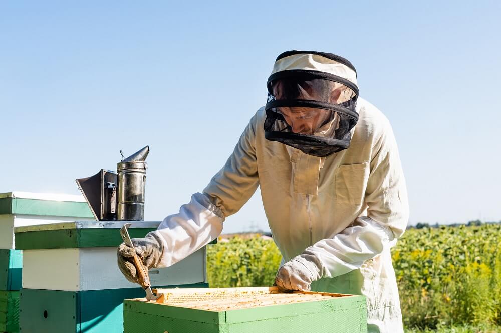 Beekeeper checking honey bee hive