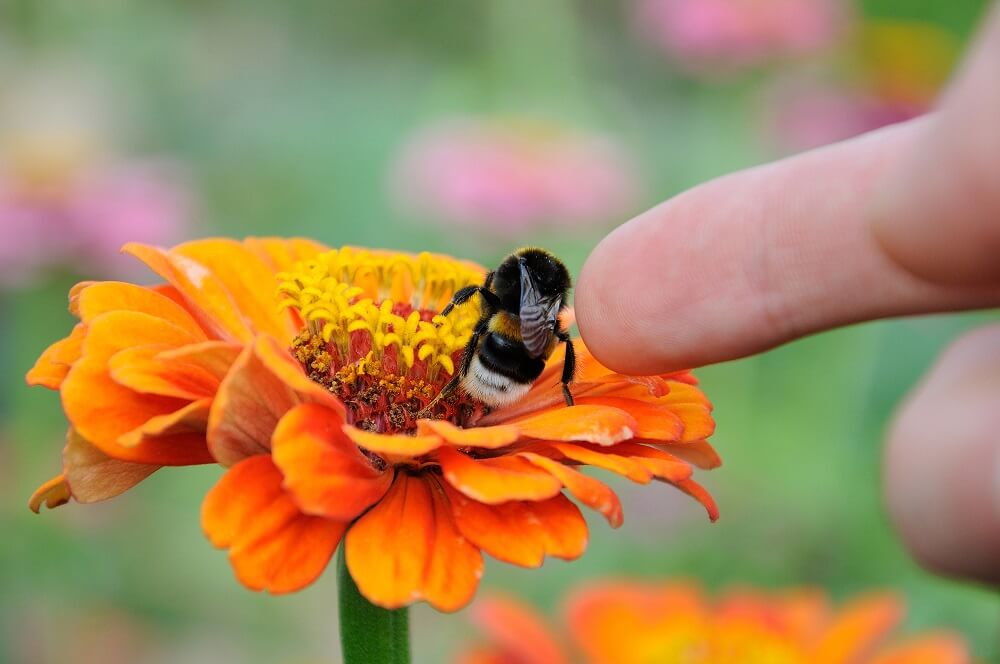 man trying to touch bumble bee