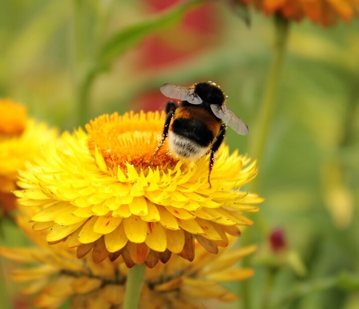 Bumble bee flying towards yellow flower