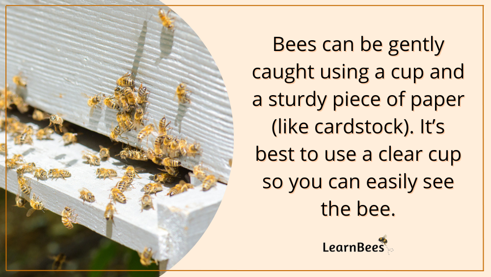 Honey bees flying around bee hive