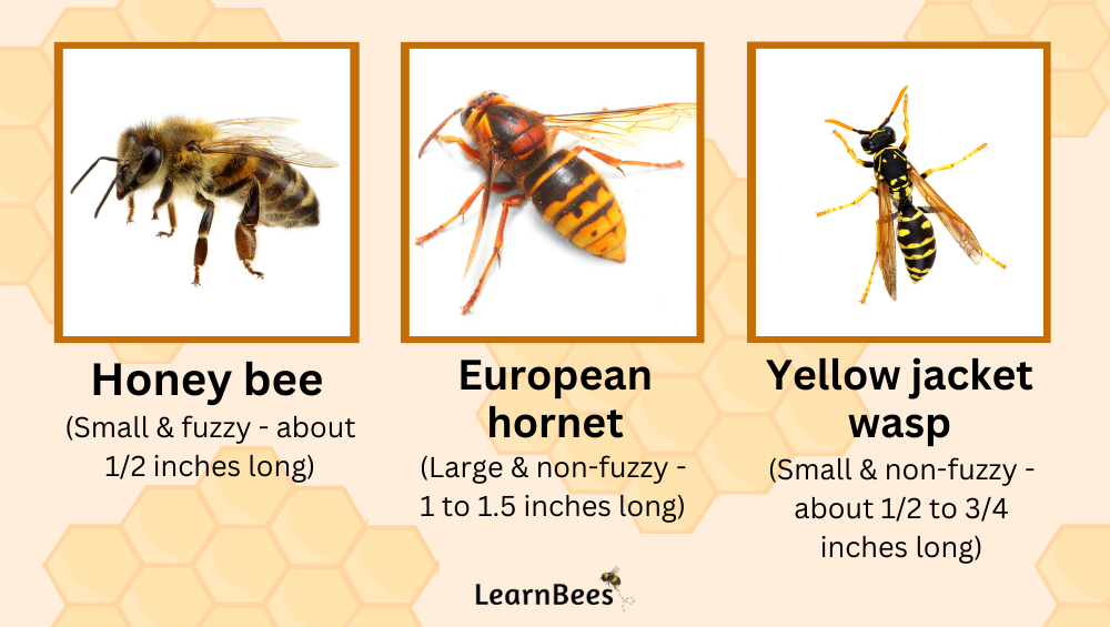 Visual differences between honey bee, european hornets, and yellow jacket wasps