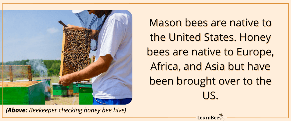 beekeeper checking honey bee hive