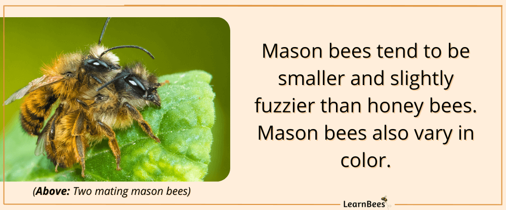 two mason bees mating