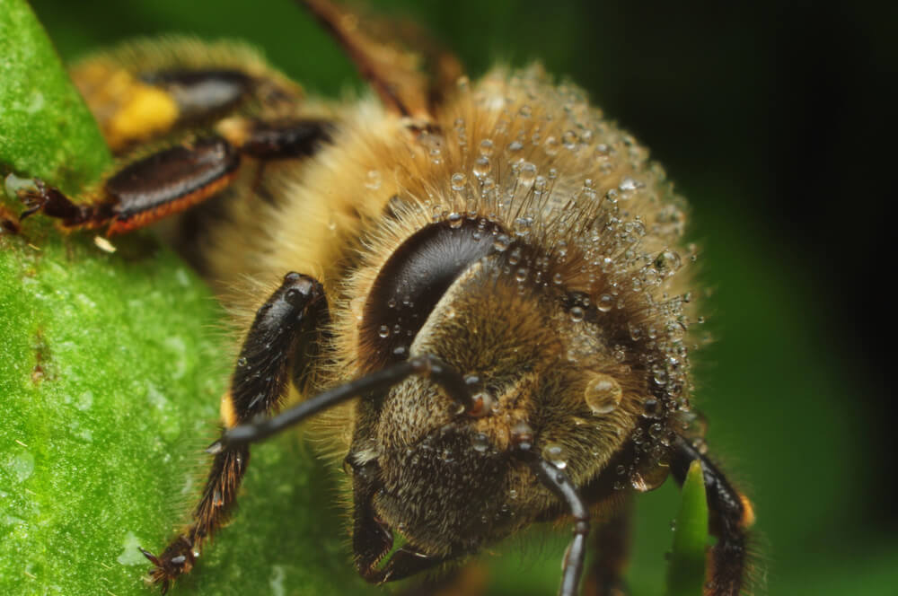 Buckfast bee sitting on leaf