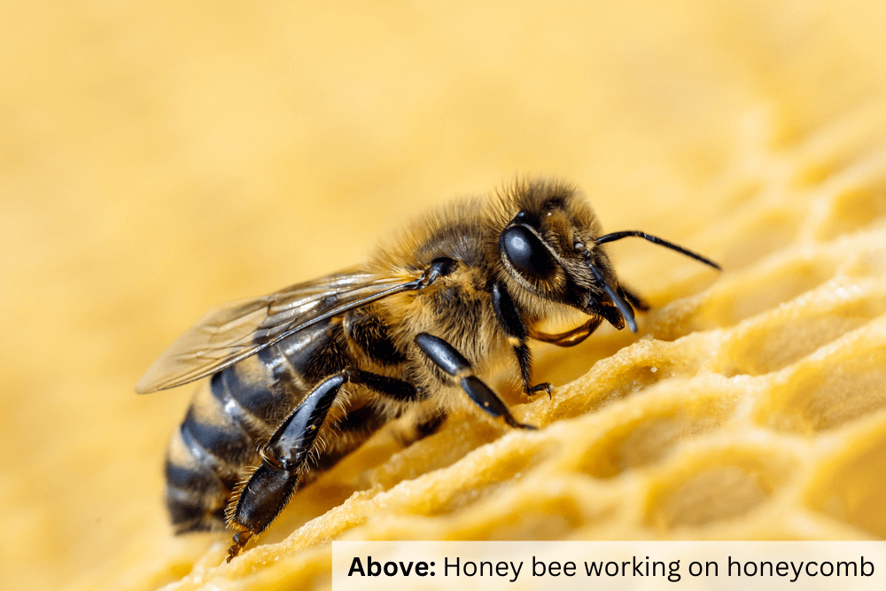 Honey bee resting on honeycomb