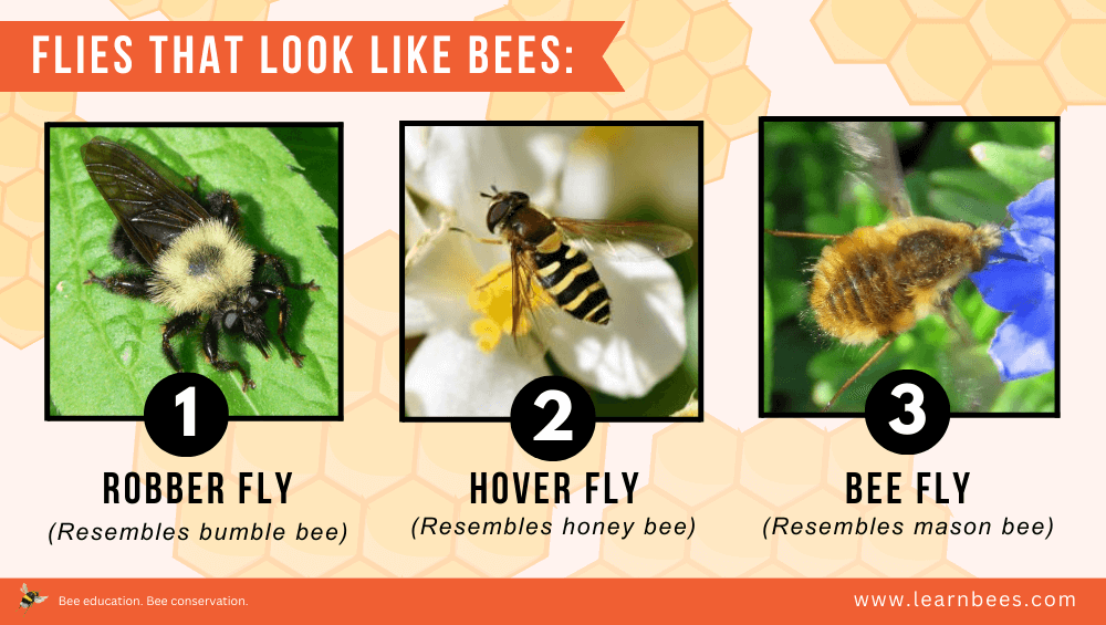 pictures of hover flies, bee flies, and robber flies that resemble bumble bees, honey bees, and mason bees